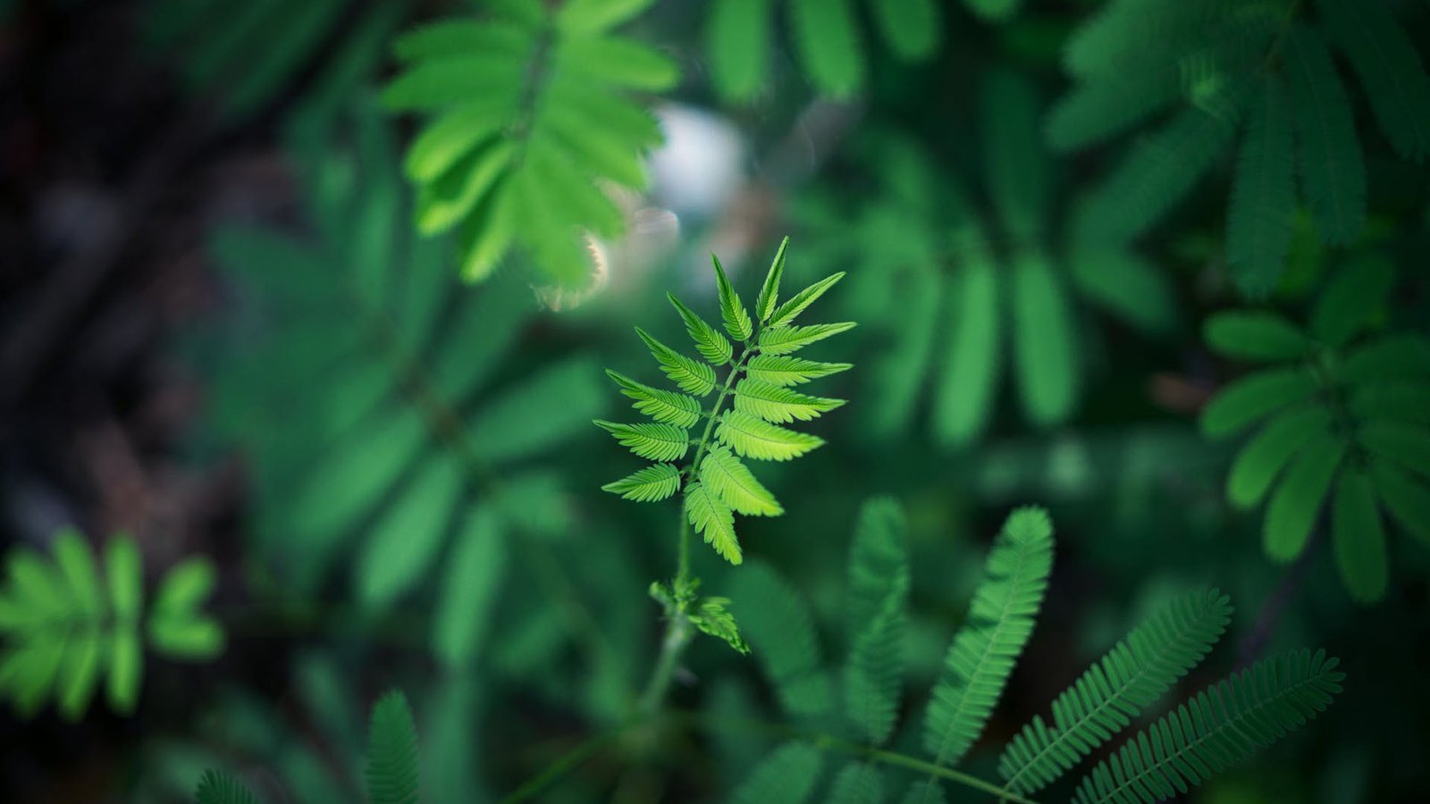 PHP获取当前周的每天的起始时间戳函数