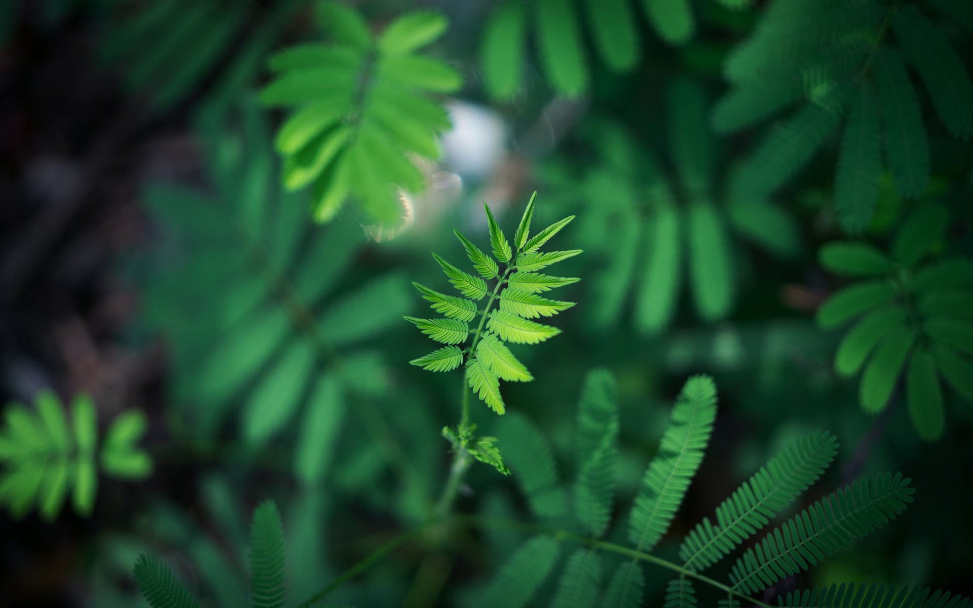 清新护眼,,绿叶,植物,,,小清新