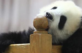 奶爸乐：照顾熊猫胜于陪伴家人