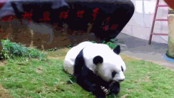 世界纪录认证公司将为"巴斯"颁发"世界上现存最长寿圈养大熊猫"证书.