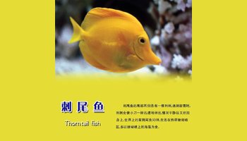 鲈形目(perciformes)刺尾鱼科(acanthuridae)约75种体高而薄的热带