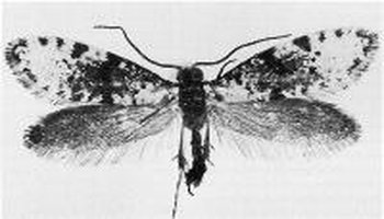 有喙亚目 glossata 冠顶次目 lophocoronina 形态描述:很小的蛾子