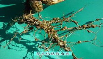 花生根结线虫病