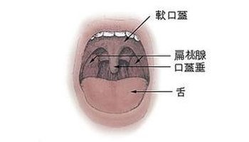 扁桃腺,又称 扁桃体,是人体近喉部两侧的多个腺体组织,因为外形像扁桃
