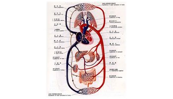 淋巴系统由淋巴,淋巴管,淋巴结与淋巴组织等组成:(扁桃腺,脾脏 ,胸腺)