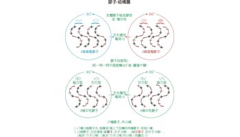 胶子-内部结构模型图