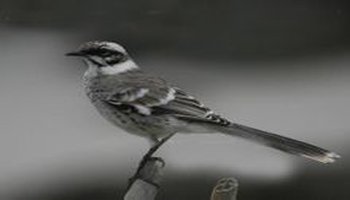 【英文名称】long-tailed mockingbird 【科属分类】脊索动物门,鸟纲