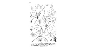 门:种子植物门 纲:双子叶植物纲 科:葫芦科 属:盒子草属 种:云南盒子图片