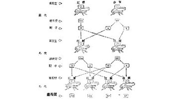 正反交杂种