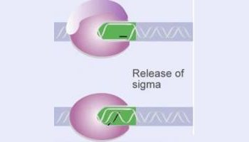 序列标签位点图_gdp结合位点