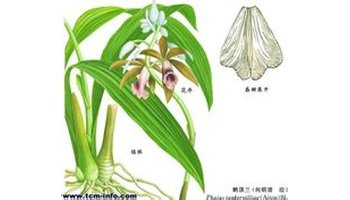 鹤顶兰