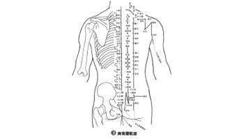 包括五块腰椎,一块骶骨和尾骨,是脊柱正中,皮带下部位
