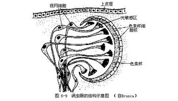 三角涡虫