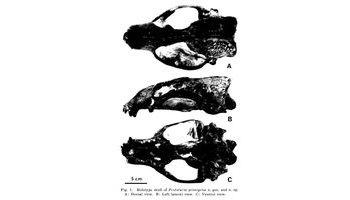 认为始原海狮兽prototaria primigena是源于海熊兽属 , 并演化成洋