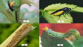 雌虫用产卵器刺破叶组织产卵,及雌雄成虫吸食叶片汁液图片