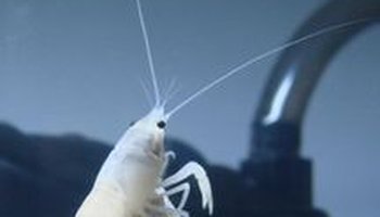 克氏原螯虾白色变异种red swamp crayfish/white.