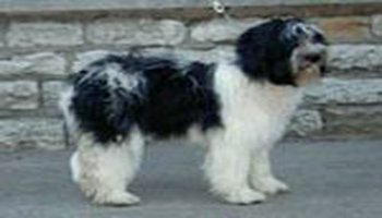 平脸比利牛斯牧羊犬