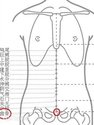 曲骨穴