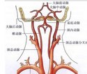 锁骨下动脉 (subclavian artery):左锁骨下动脉:起自主动脉弓.