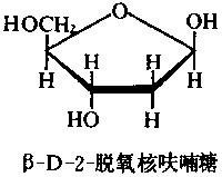 是重要的五碳糖之一   dna是由许多脱氧核苷酸残基按一定顺序彼此用3"