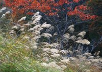 秦风·蒹葭_360百科