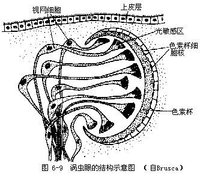 三角涡虫的眼的结构示意图