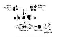 单克隆抗体技术