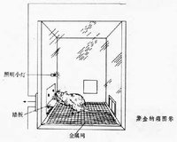 斯金纳箱