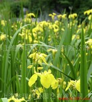 黄花鸢尾