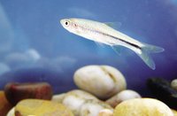 (学名:rasbora steineri)又名斯氏波鱼,头条波鱼,为鲤科波鱼属的鱼类