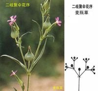 二歧聚伞花序