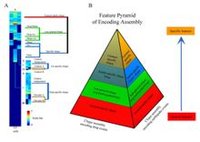 金字塔原理示意图,特点有三: 其三,金字塔原理解构过程即是梅切原则