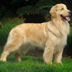 金毛寻回犬_360百科