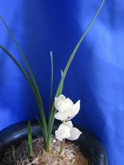 素冠荷鼎_360百科