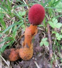 穗花蛇菰_360百科