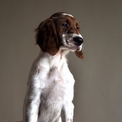 爱尔兰雪达犬_360百科