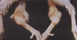 鸡病毒性关节炎_360百科