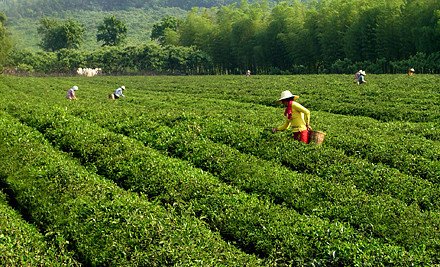 特级阳羡雪芽(碧螺春)1盒,沁人心脾,清