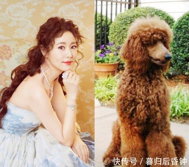 林心如新造型酷似泰迪,本尊晒对比照搞笑回应