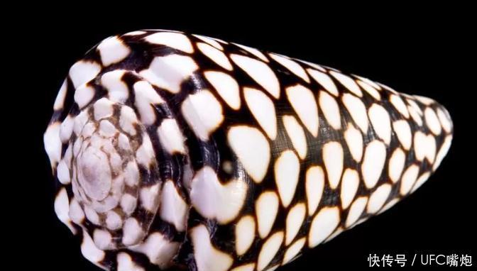 世界上最毒的10种动物,眼镜王蛇只能排第二