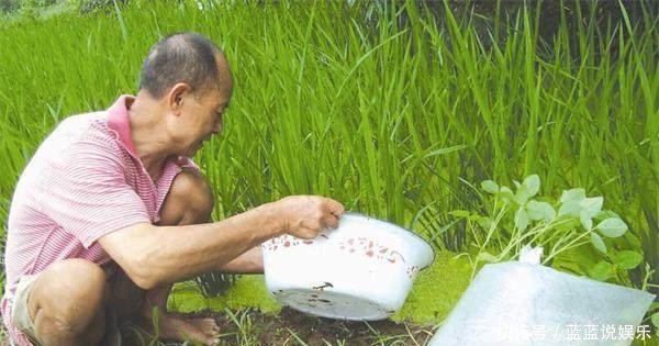 农民在水稻田里放些这个,一年能多赚几万元