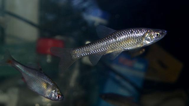 超市賣魚專用魚缸（超市賣魚專用魚缸一個能放多少公斤的魚）