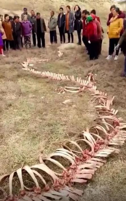 男子野外散步,突然闻到一股腥臭味,走近一看感觉异常兴奋