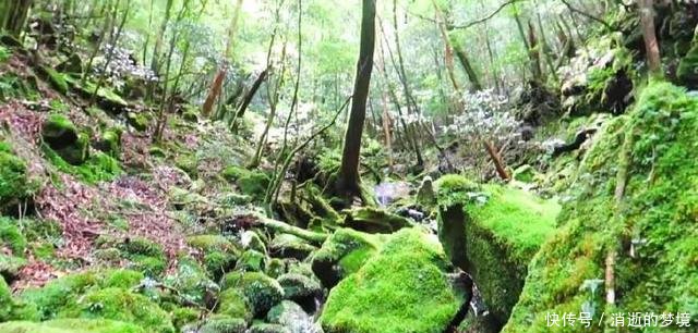 电影《一出好戏》取景地,和宫崎骏《幽灵公主