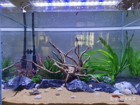 長春市魚缸水族箱廠家電話號碼（長春市魚缸水族箱廠家電話號碼查詢）