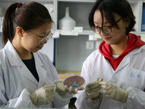 西交利物浦大学学生在国际顶级期刊发表封面论