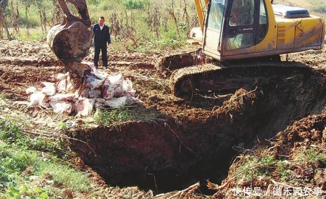 说到病死猪就气不打一处来，那些养殖场的病死猪都去哪了？