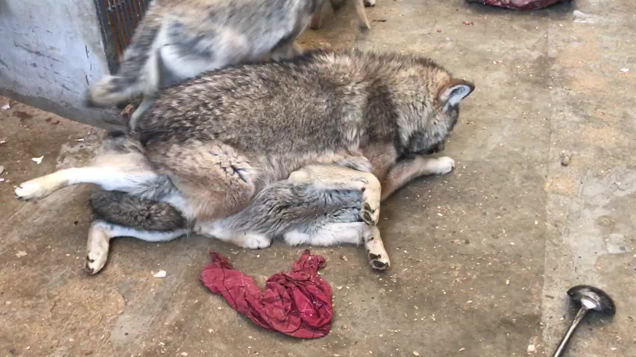 野狼谷