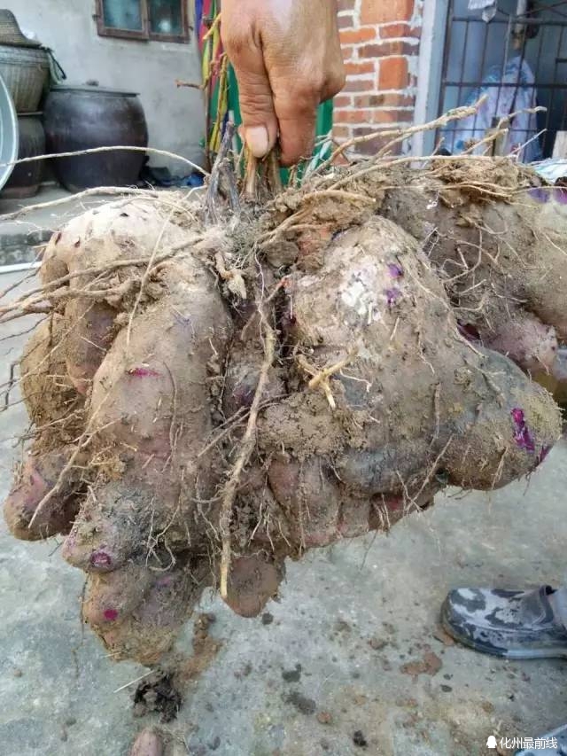 化州江湖农民挖出20斤的大薯!你见过没?
