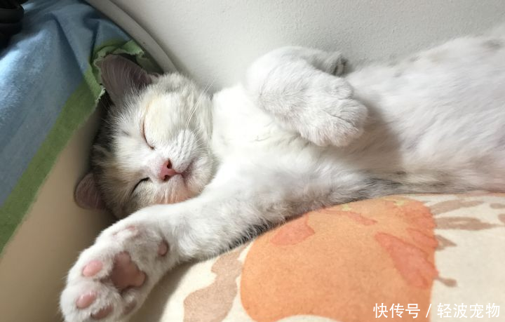 流浪猫变成了小天使:脸上长满蜱虫却被爱心主
